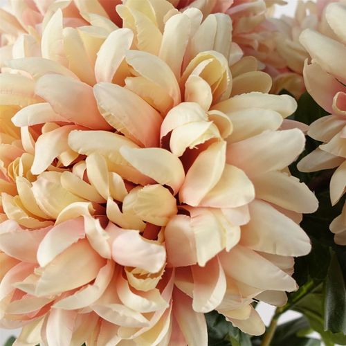 Set of 6 Extra Large Pink Reflex Chrysanthemum Stems