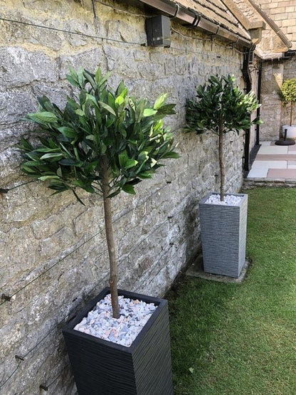 Pair of 120cm (4ft) Elegant Bay Laurel Ball Topiary Trees with Plain Stems