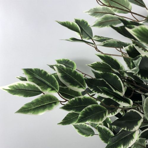 130cm Tall Variegated Bushy Ficus Tree with White and Green Foliage