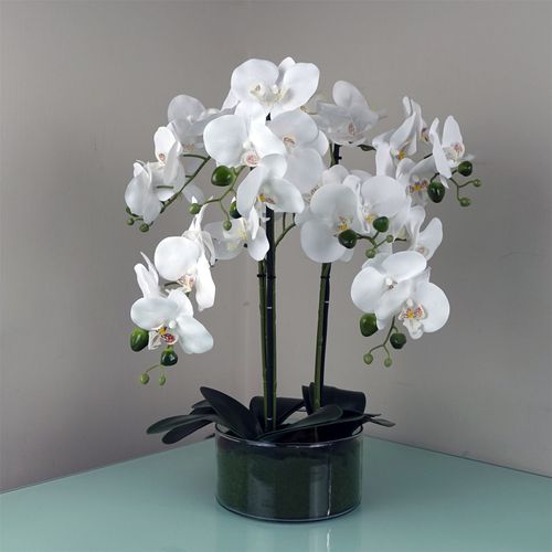 Elegant White Orchid in Glass Planter