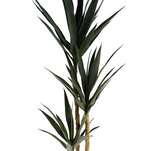 170cm XL Triple Yucca Tree - Lifelike Spiky Artificial Plant