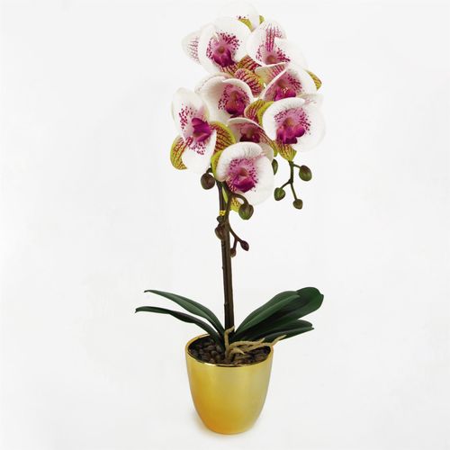 48cm Pink Harlequin Orchid with Elegant Gold Pot