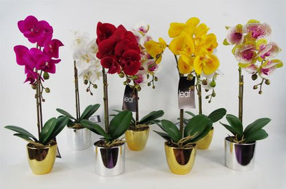 48cm Pink Harlequin Orchid with Elegant Gold Pot