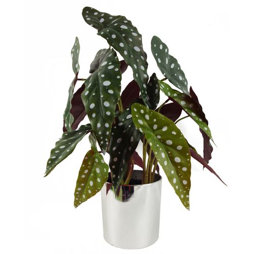 40cm Artificial Begonia Maculata Plant with Spotty Leaves