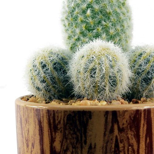 Artificial Cactus Trio in Textured Ceramic Planter