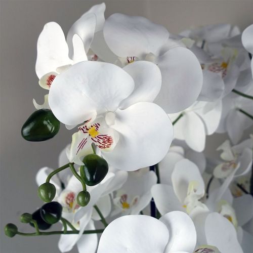 Elegant White Orchid in Glass Planter