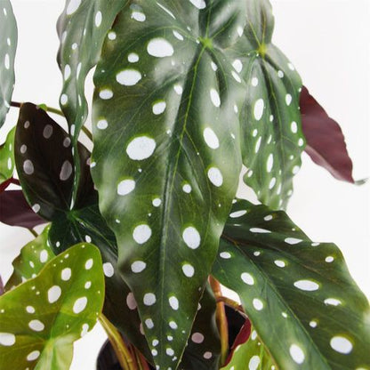 40cm Artificial Begonia Maculata Plant with Spotty Leaves