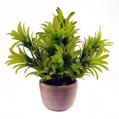 22cm Honey Plant Light Green in Terracotta Pot