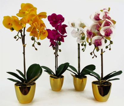 48cm Pink Harlequin Orchid with Elegant Gold Pot