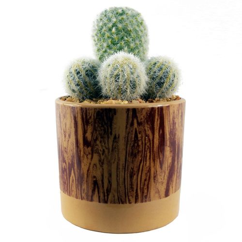 Artificial Cactus Trio in Textured Ceramic Planter