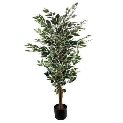 130cm Tall Variegated Bushy Ficus Tree with White and Green Foliage