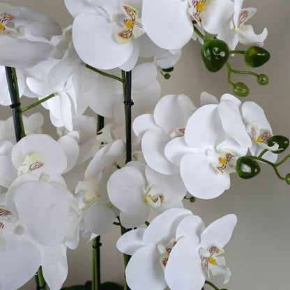 Elegant White Orchid in Glass Planter