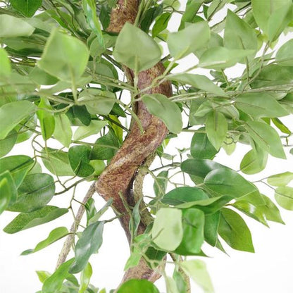 150cm Artificial Japanese Fruticosa Ficus Tree with Twisted Trunk