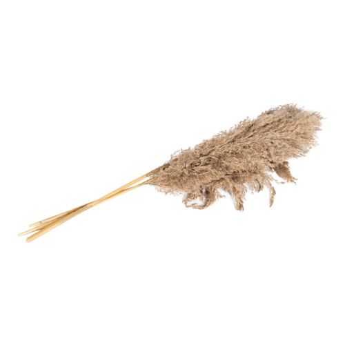 Elegant Natural Pampas Grass Stem