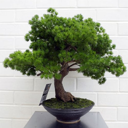 Faux Luxury Pine Bonsai Tree