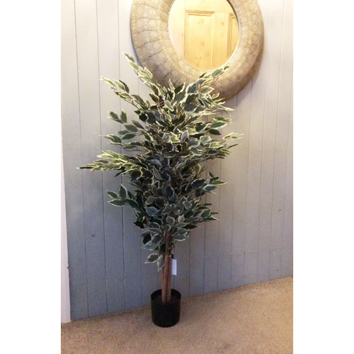 130cm Tall Variegated Bushy Ficus Tree with White and Green Foliage