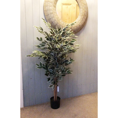 130cm Tall Variegated Bushy Ficus Tree with White and Green Foliage