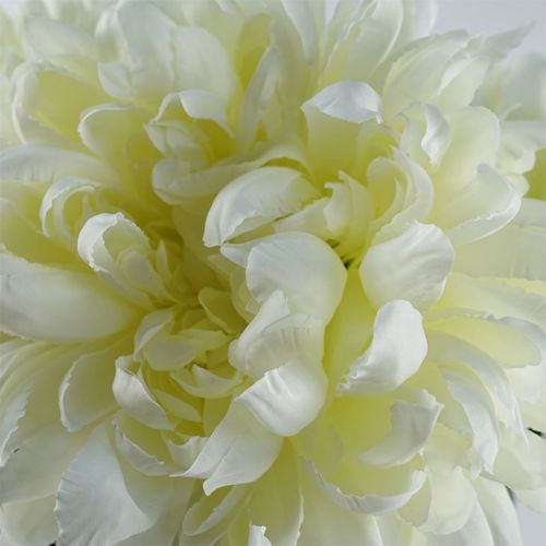 White Extra Large Reflex Chrysanthemum Stem