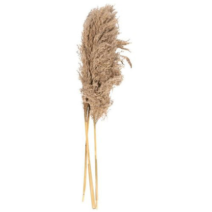 Elegant Natural Pampas Grass Stem