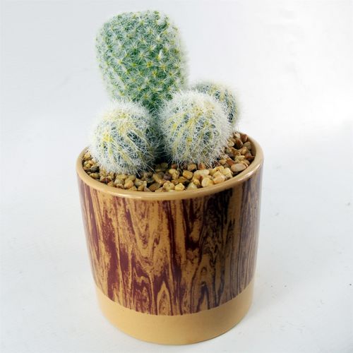 Artificial Cactus Trio in Textured Ceramic Planter