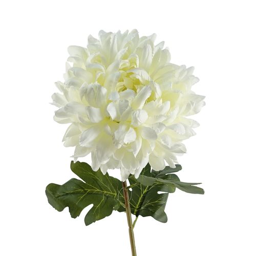 White Extra Large Reflex Chrysanthemum Stem