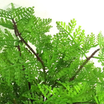 30cm Artificial Lady Fern in Decorative Pot