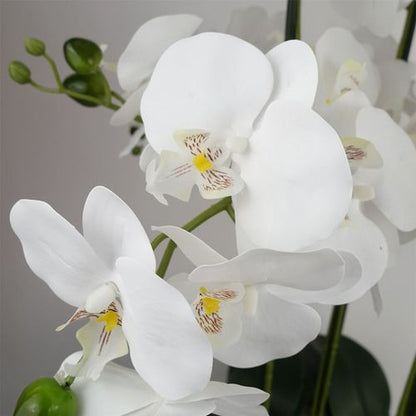 Elegant White Orchid in Glass Planter