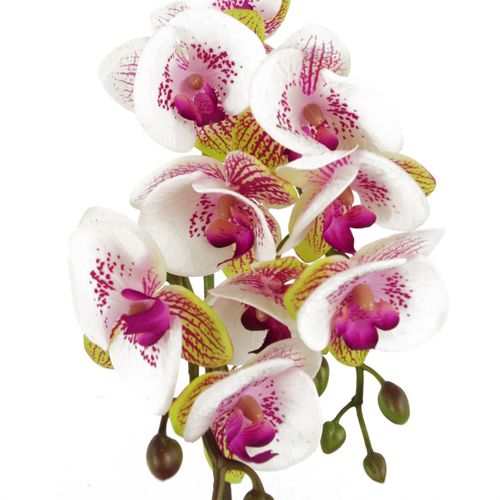 48cm Pink Harlequin Orchid with Elegant Gold Pot